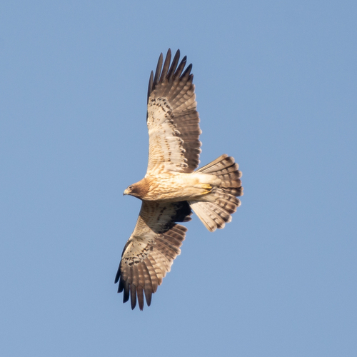 Águila calzada (Hieraaetus pennatus)