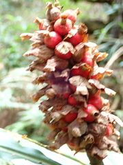 Alpinia sessiliflora