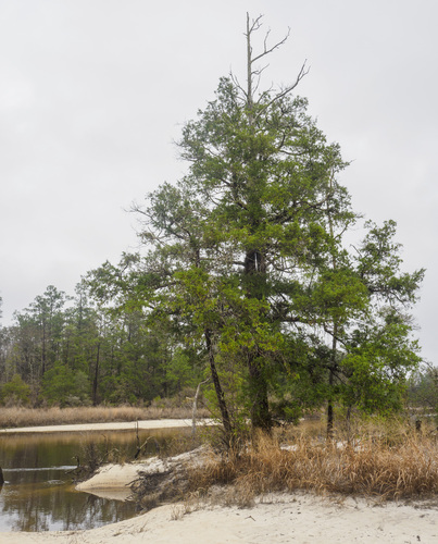 Chamaecyparis thyoides, photographed by an iNaturalist contributor