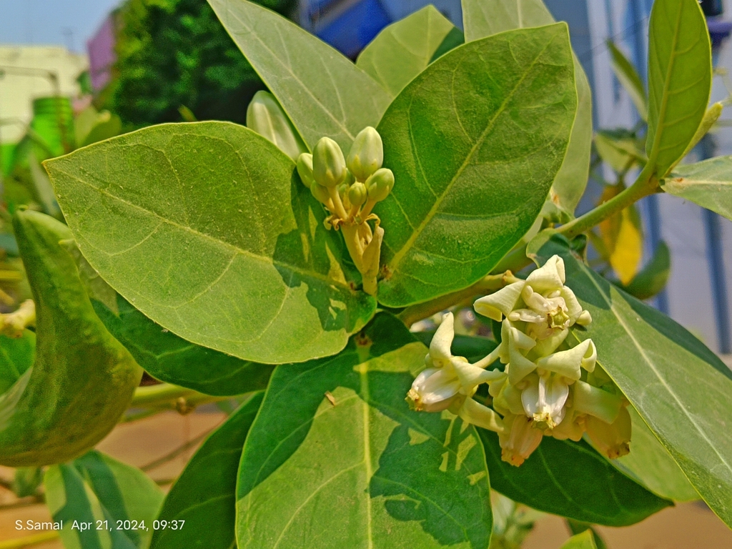 crown flower from MIG B 25, BRIT Colony, Nilakantha Nagar, Nayapalli
