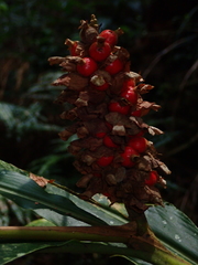 Alpinia sessiliflora
