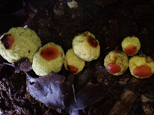 Gymnogaster boletoides