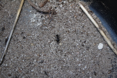Myrmicaria nigra