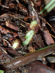 Haplopteris flexuosa