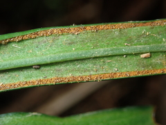 Haplopteris flexuosa