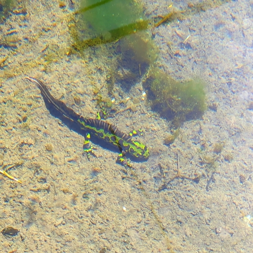 Marbled Newt, Edifício é Ciências Veterinárias, 5000 Vila Real, Portugal, photo 7 of 10