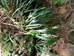 Haplopteris flexuosa