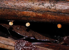 Marasmius alveolaris