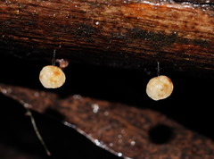 Marasmius alveolaris