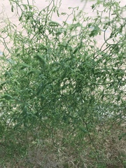 Asparagus declinatus
