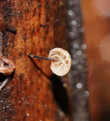 Marasmius alveolaris