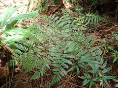 Diplazium kawakamii