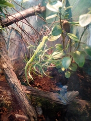 Naultinus grayii