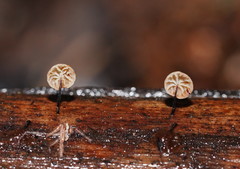 Marasmius alveolaris