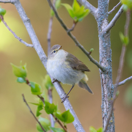 Mosquitero papialbo (Phylloscopus bonelli)