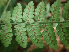 Diplazium kawakamii