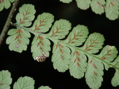 Diplazium kawakamii