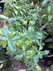 Metarungia longistrobus