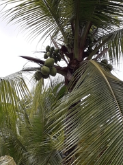 Arecaceae