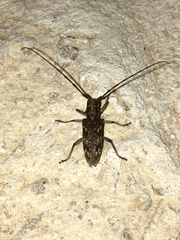 Monochamus carolinensis