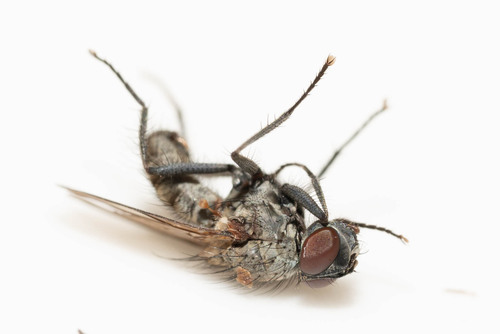 Leucophora sponsa