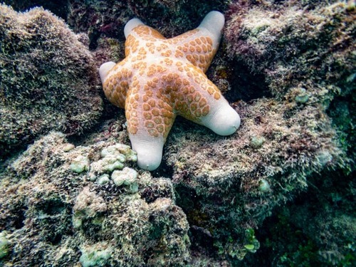 Granulated Sea Star