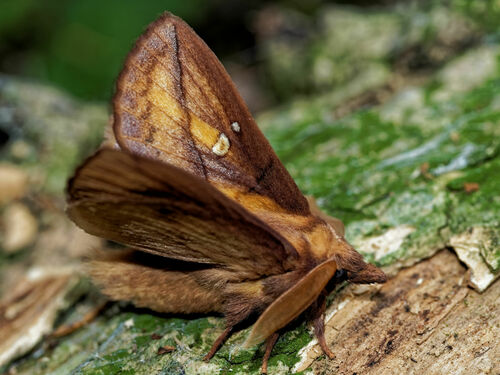 Euthrix potatoria