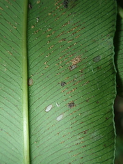 Coniogramme fraxinea