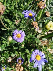 Felicia aethiopica