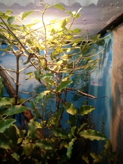 Naultinus elegans