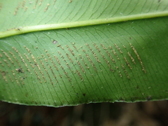 Coniogramme fraxinea