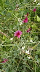 Lathyrus