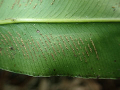 Coniogramme fraxinea