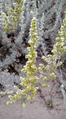 Artemisia pycnocephala