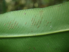 Coniogramme fraxinea