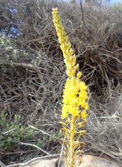 Bulbine cepacea