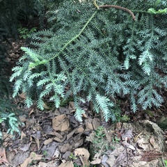 Cunninghamia