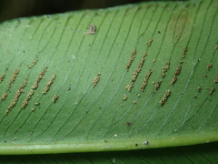 Coniogramme fraxinea