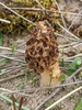 Morchella dunensis - Photo (c) Will Brantingham, some rights reserved (CC BY-NC), uploaded by Will Brantingham