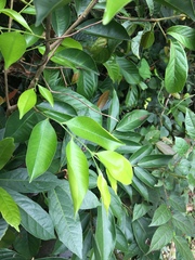 Aquilaria sinensis