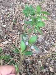 Solanum guineense
