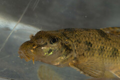 Amur False Gudgeon photo 3
