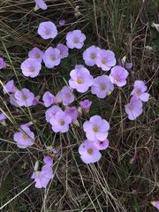 Oxalis commutata