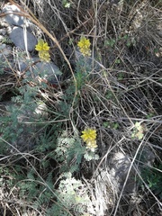Dalea lutea