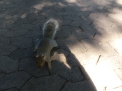 Sciurus carolinensis