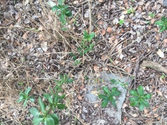 Solanum guineense