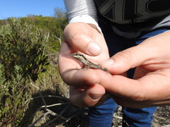Pachydactylus geitje