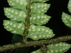 Polystichum biaristatum