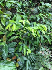 Aquilaria sinensis