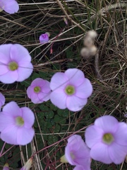 Oxalis commutata
